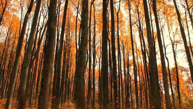 Candice Trimble says says a visitor can see rainbow of colors at Shenandoah National Park.  On Oct. 19, 2014, she captured the orange color of the park.