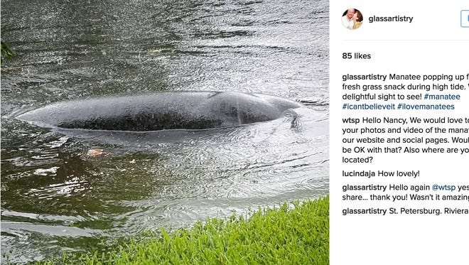 A Florida woman  got an unexpected visitor as a result of the heavy rain on Monday.