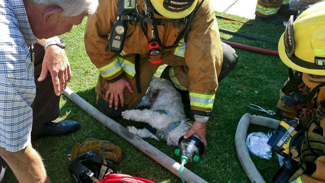 In this photo provided by Bakersfield Fire Department shows firefighters resuscitating a Shih Tzu dog, named "Jack," after pulling him from a burning home, Friday, July 21, 2017, in Bakersfield, Calif. Using a pet oxygen mask donated to the department by a local Girl Scout troop, firefighters slowly bring Jack back to life.
