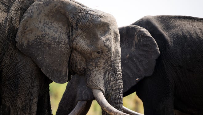 African elephants are pictured on November 18, 2012 in Hwange National Park in Zimbabwe.