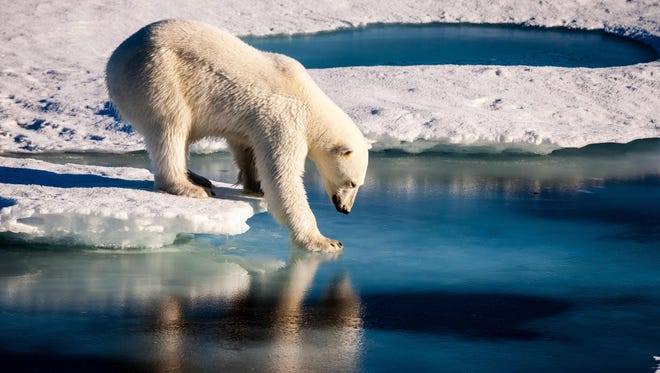 A polar bear test the strength of thin sea ice in the Arctic on Aug. 22, 2015.