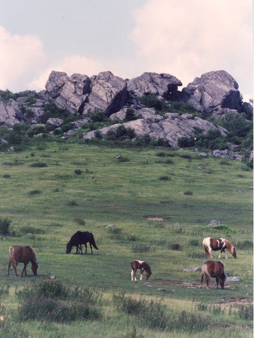 The wild ponies at Virginia’s Grayson Highlands State Park are a fun distraction whilst hiking the A.T.