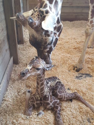 Uzuri, a giraffe at the Blank Park Zoo in Des Moines, leans over to lick Lizzy, her new baby calf.