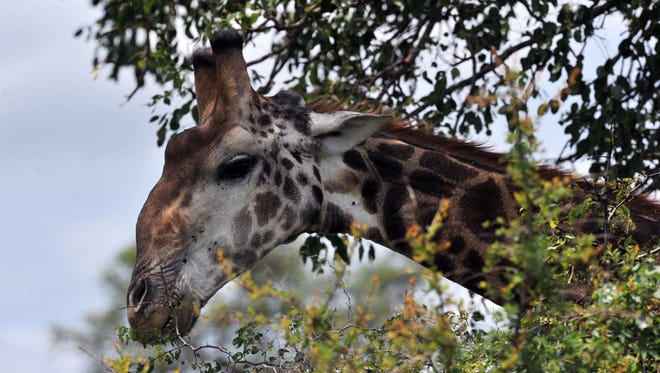 This file photo taken on February 6, 2013 shows a giraffe in the Kruger National Park near Nelspruit, South Africa.