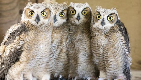These four great horned owlets were orphaned when their mother was shot in a tree.