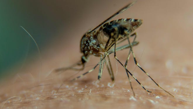 Mosquitoes spread viruses like Zika, chikungunya and dengue.