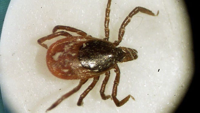A deer tick under a microscope. Some scientist say there will be an increase in Lyme disease cases in 2017 because of a surge in infected ticks.