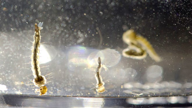 Aedes Aegypti mosquito larvae swim in a container at the Florida Mosquito Control District Office in Marathon, Fla., in this 2016 file photo.